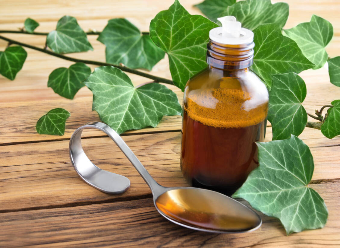Extrakte aus Efeublättern (Hedera helix) können zähen Bronchialschleim verflüssigen und expektorierend wirken. / Foto: Adobe Stock/PhotoSG
