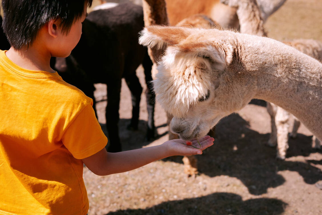 Der Kontakt mit Tieren tut Kindern und auch vielen Erwachsenen gut. / © Getty Images/WENWEN ZUO