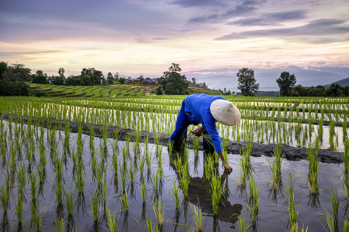 Durch den Anbau von Reis in gefluteten Feldern kann besonders viel Arsen in das Reiskorn gelangen. / Foto: Adobe Stock/Thirawatana