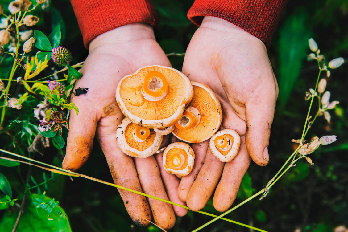 Im Herbst ist das Angebot an schmackhaften Pilzen im Wald besonders groß. Doch Vorsicht: Bevor sie in der Pfanne landen, sollte man absolut sicher sein, welche Pilze man gesammelt hat. / Foto: Getty Images/Aleksander Rubtsov