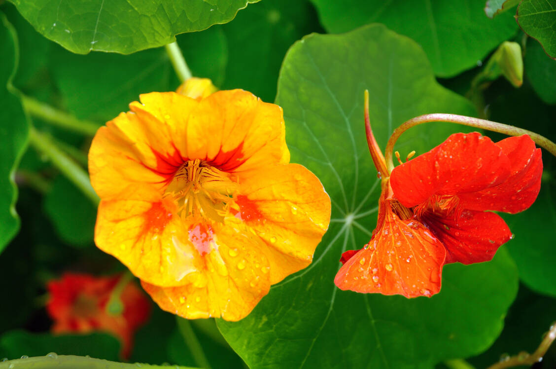 Leuchtend schöne Blüten, aber auch die inneren Werte der Kapuzinerkresse können überzeugen. / © Getty Images/Karin Hartman