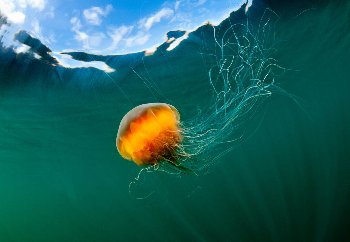 Die Gelbe Haarqualle ist für zahlreiche Quallenunfälle in Europa verantwortlich. Der Kontakt mit ihrem Nesselgift verursacht verbrennungsähnliche Hautreaktionen. / Foto: Getty Images/Paul Souders