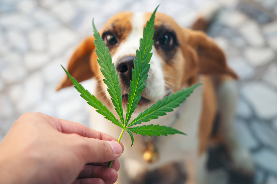 Das in Cannabis enthaltene THC kann für Tiere gefährlich werden, nicht jedoch das ebenfalls enthaltene Cannabidiol. / Foto: Getty Images/tongpatong