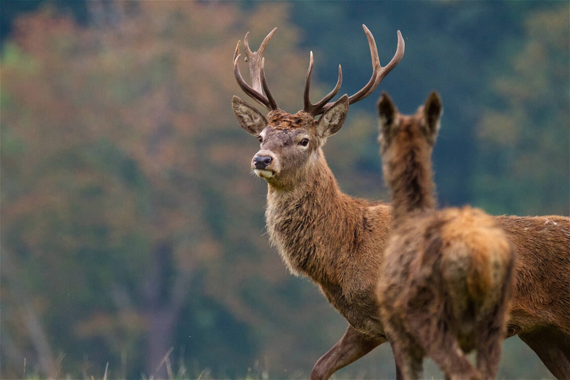 Die hochansteckende Chronic Wasting Disease befällt vor allem Hirsche, Rentiere und Elche. In Nordamerika ist die Erkrankung bereits seit 1967 bekannt. / © Getty Images/Philip Dumas