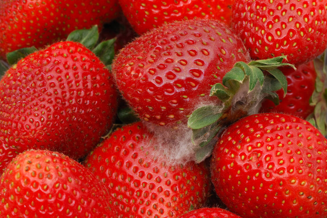 Bei Beeren gilt: die von Schimmel befallenen und die umliegenden Früchte sind nicht mehr genießbar. / Foto: Getty Images/lbphotos