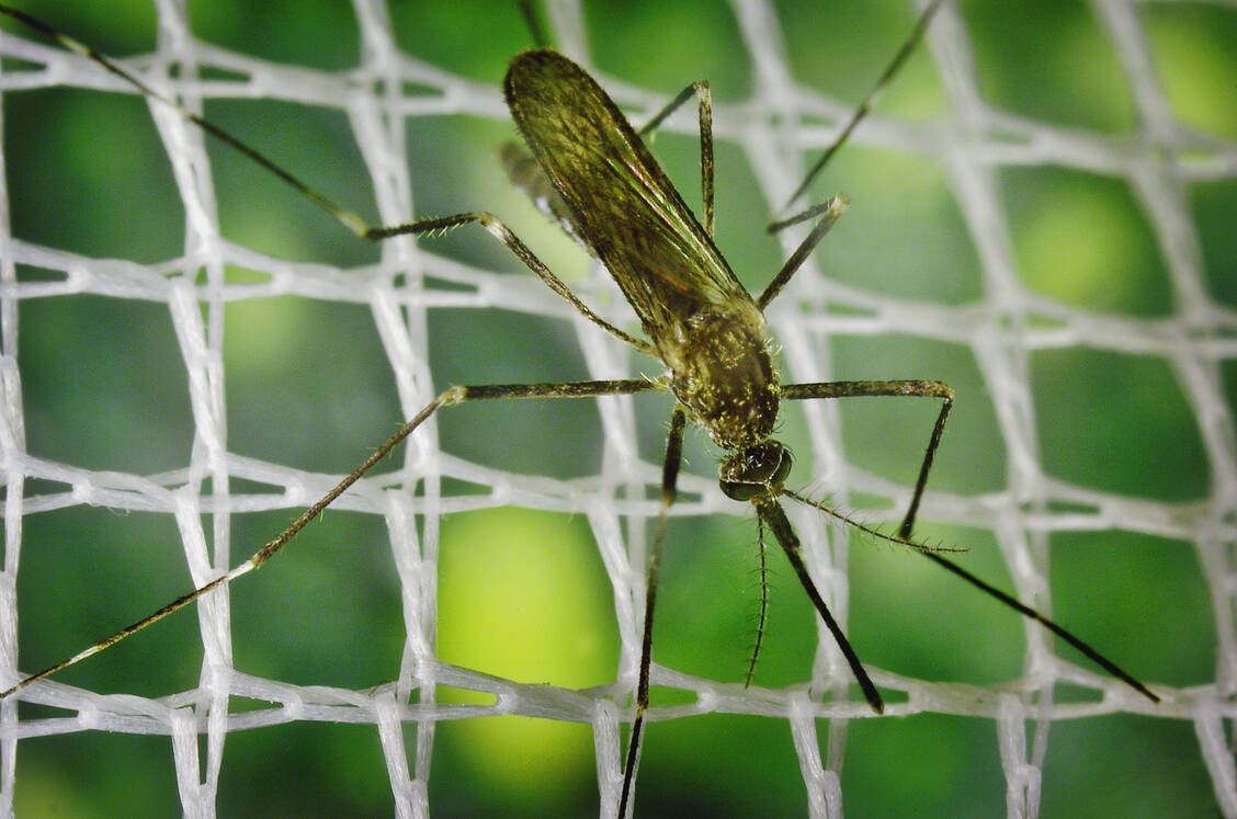 Die Asiatische Buschmücke ist in weiten Teilen Deutschlands etabliert. Sie gilt als Vektor des West-Nil-Virus und verschiedener Enzephalitis-Viren.  / Foto: CDC/James Gathany