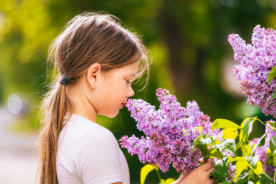 Die ersten Knospen des Flieders sind schon offen und damit fliegen auch dessen Pollen. Eschen-Allergiker reagieren sensibel.    / Foto: Getty Images/Olga Pankova