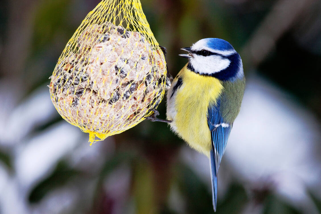 Nicht nur die Vögel profitieren von einer Fütterung, gerade im Winter, auch Menschen macht es glücklich, den Vögeln etwas Gutes zu tun. / Foto: Getty Images/Naturfoto Honal