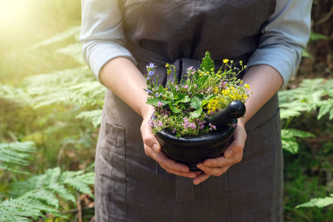 Arzneipflanzen gehören zur Expertise von PTA und Apothekern. / Foto: Adobe Stock/chamillew