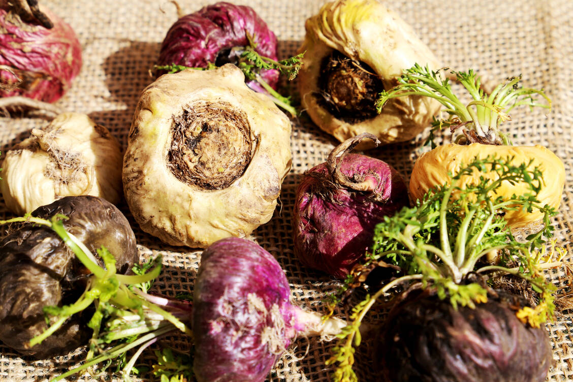 Der unterschiedliche Anthocayngehalt ist vorrangig für die vier verschiedenen Farben verantwortlich: cremegelbes, rotes, violettes oder schwarzes Maca. / Foto: Adobe Stock/Pedro