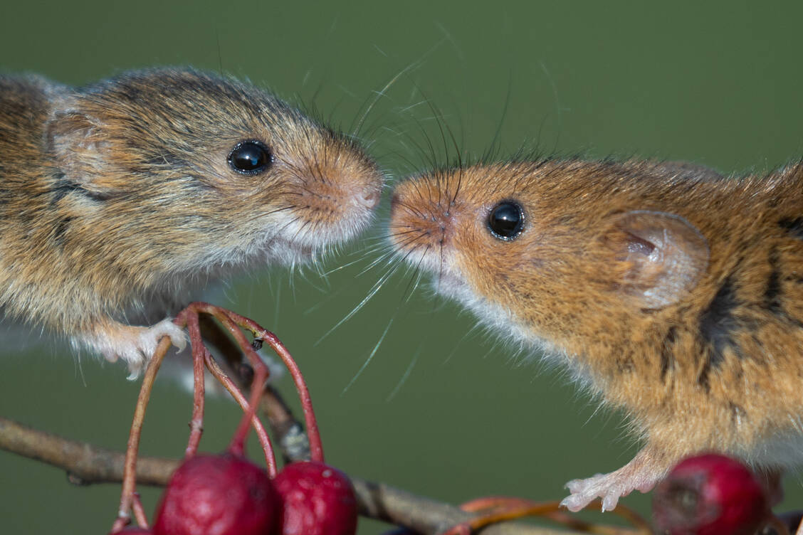Dass Mäuse Erste-Hilfe-Maßnahmen leisten, die an eine Wiederbelebung erinnern, lässt die Forscher von einem angeborenen Sozialverhalten ausgehen.  / © Getty Images/Richard J Endall