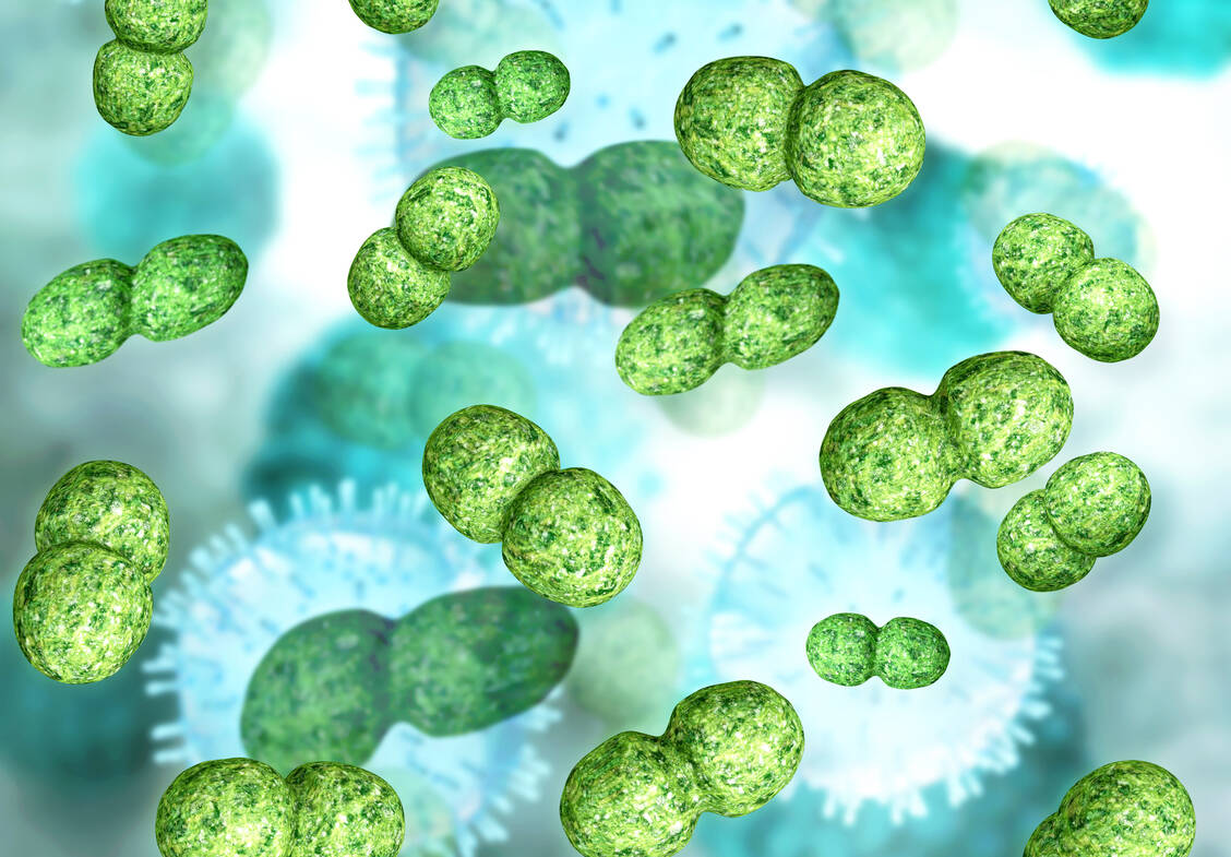 Pseudoxanthomonas, Saccharropolyspora und Streptomyces kommen bei Menschen, die nach der Diagnose Bauchspeicheldrüsenkrebs noch länger leben, gehäuft auf der Oberfläche des Tumors vor. / Foto: Adobe Stock/fotoliaxrender