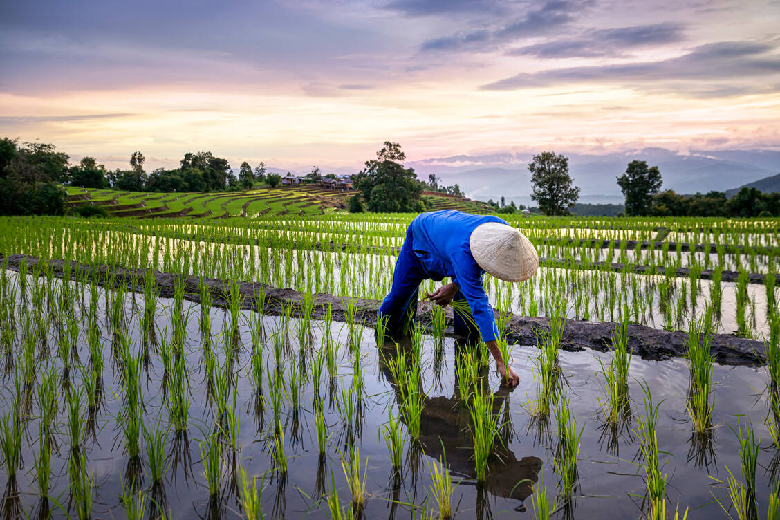 Kabelbakterien, die im Wurzelbereich von Reispflanzen leben, können dort die Methanbildung vermindern. / Foto: Getty Images/Thirawatana Phaisalratana