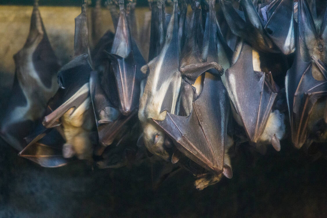 Für Wissenschaftler kommt nur eine natürliche Übertragung von SARS-CoV-2 auf den Menschen in Frage. Sehr wahrscheinlich direkt von Fledermäusen oder über einen tierischen Zwischenwirt. / Foto: Getty Images/ZhouXiao1987