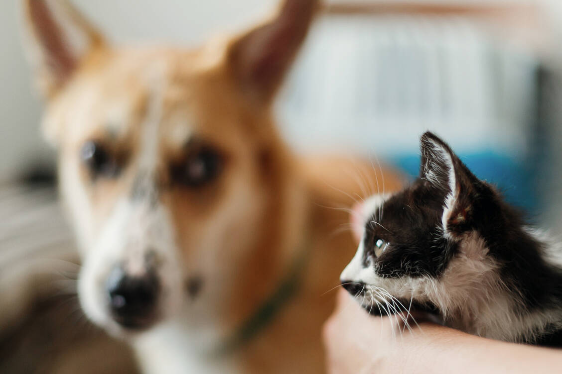 Nicht alles, was für Hunde verwendet werden darf, ist auch gut für Katzen. In diesem Falle kann der Kontakt mit einem Zeckenmittel sogar tödlich für die Katze enden. / Foto: Adobe Stock/sonyachny