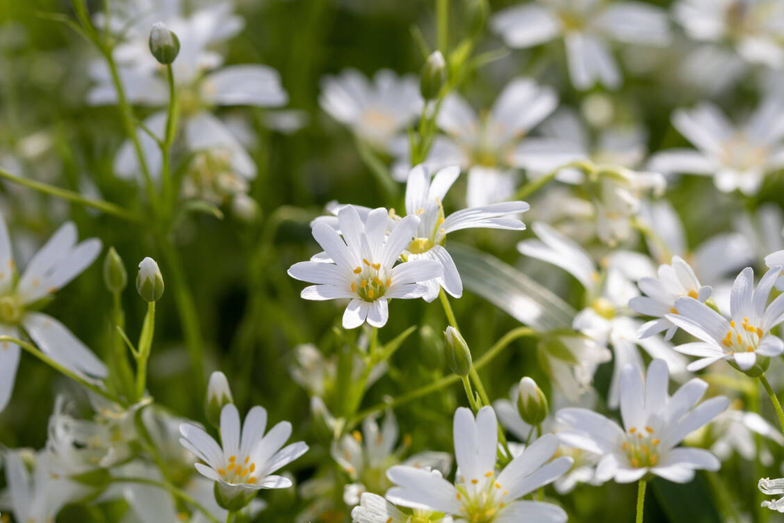 Die recht unscheinbare Vogelmiere wird oft für Unkraut gehalten – dabei ist sie essbar, nährstoffreich und wird traditionell auch als Heilpflanze genutzt. / © Adobe Stock/Siebenlicht