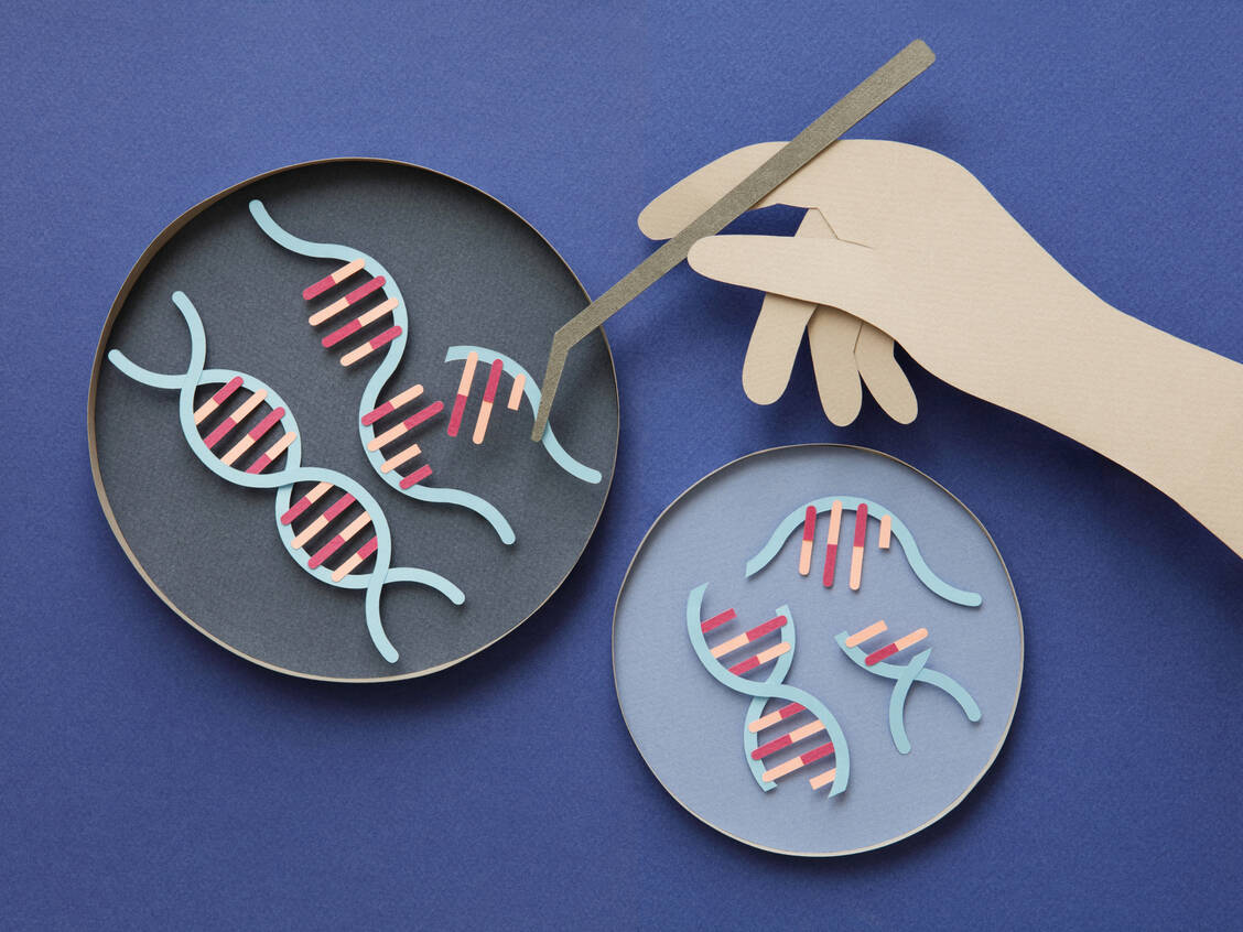 Die Genomkorrektur gelang durch den Einsatz eines CRISPR-Baseneditors. / © Getty Images/Eugene Mymrin