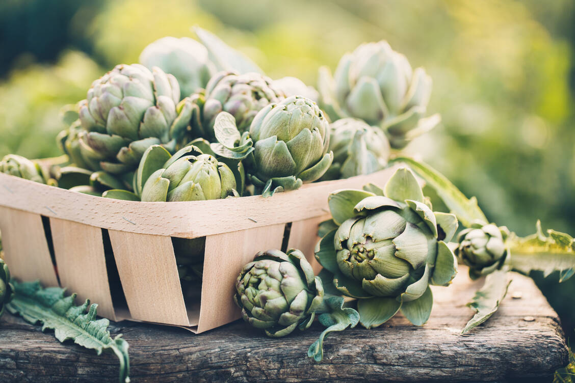 Artischocken müssen vor der Blüte geerntet werden. Danach sind sie nicht mehr essbar. / Foto: Adobe Stock/valya82