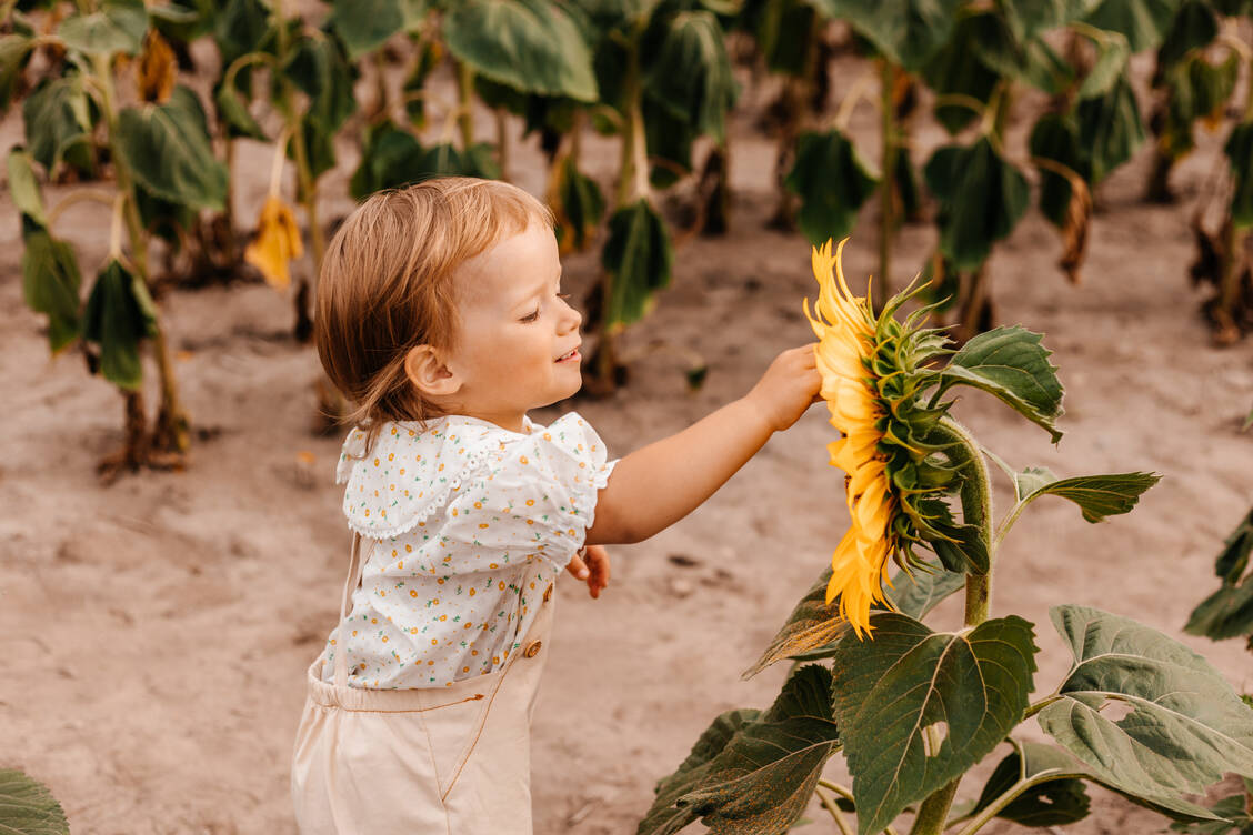 Sonnenblumenkerne bieten Pick- und Knabberspaß für Groß und Klein.  / Foto: Adobe Stock/aksana