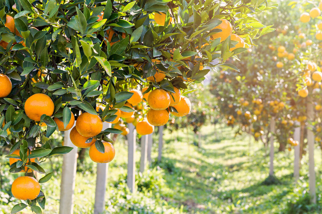 100 Milligramm Vitamin C stecken in ein bis zwei Orangen. / Foto: Adobe Stock/skarie