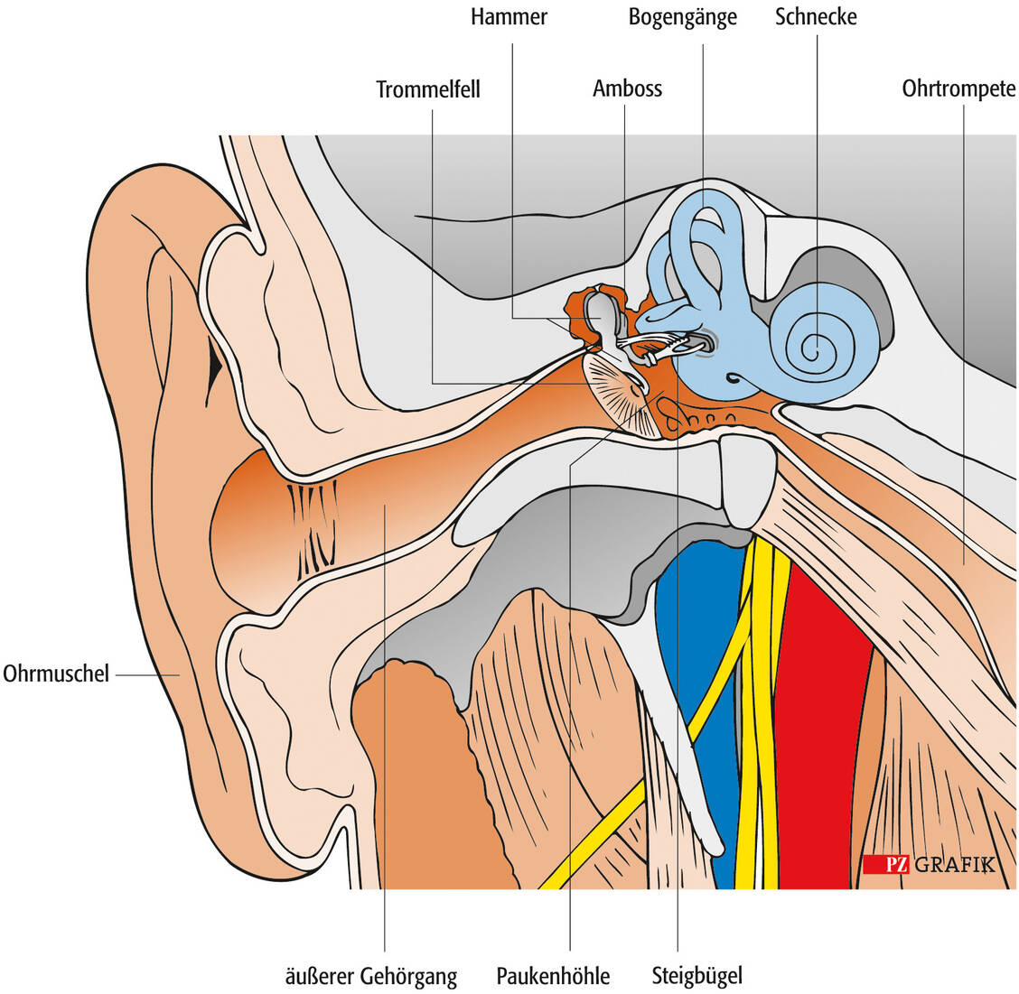 Dass es hauptsächlich kleine Patienten sind, die von einer akuten Otitis media geplagt werden, hat vor allem anatomische Gründe: Die meisten Mittelohrentzündungen gehen von der Ohrtrompete aus, sind also tubogen bedingt. Die Ohrtrompete, auch Eustachische Röhre genannt, ist bei kleinen Kindern kürzer als bei Erwachsenen und verläuft horizontal.  / Foto: PZ Grafik