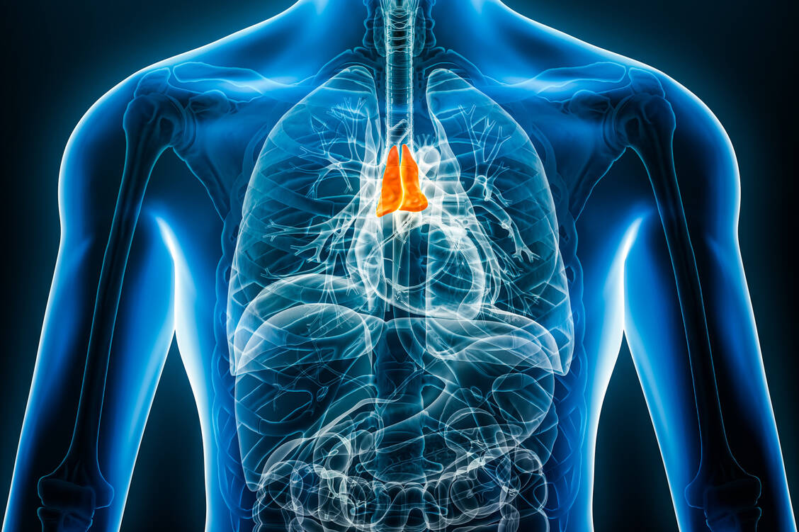 Der Thymus ist im oberen Brustraum hinter dem Brustbein lokalisiert. / © Adobe Stock/Matthieu Louis