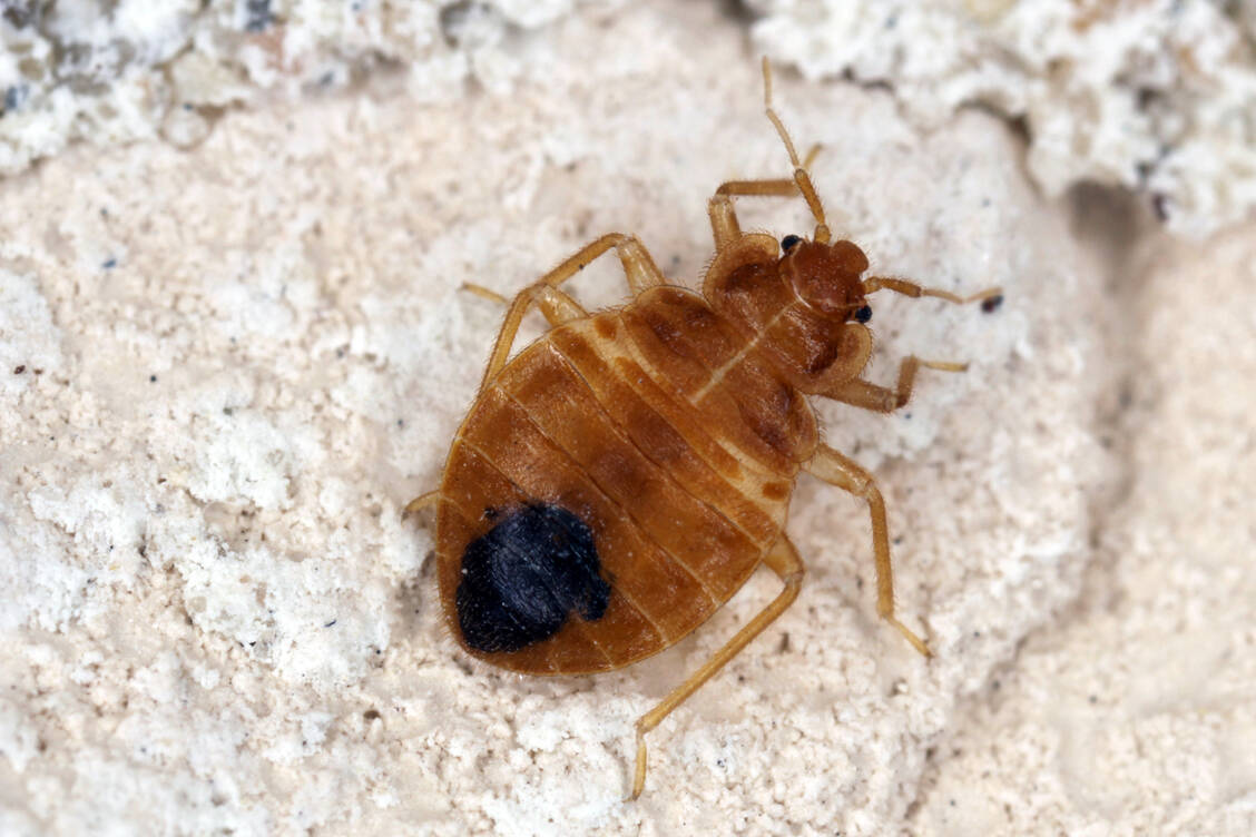 An adult bedbug is 4 to 5 mm long and can reach a length of 9 mm when fully engorged. / Foto: Adobe Stock/Tomasz