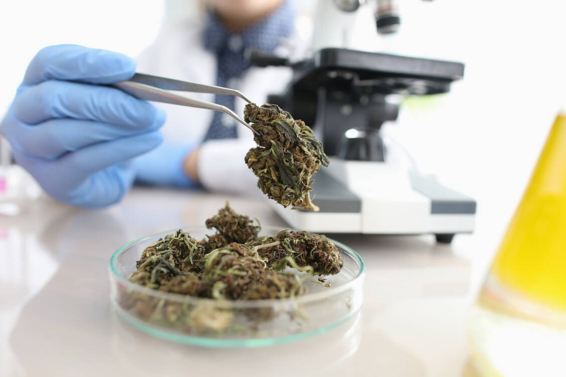 Die Verarbeitung von Cannabisblüten muss separat erfolgen, wie dies bei Teedrogen der Fall ist. (Symbolbild) / © Getty Images/Ivan-balvan