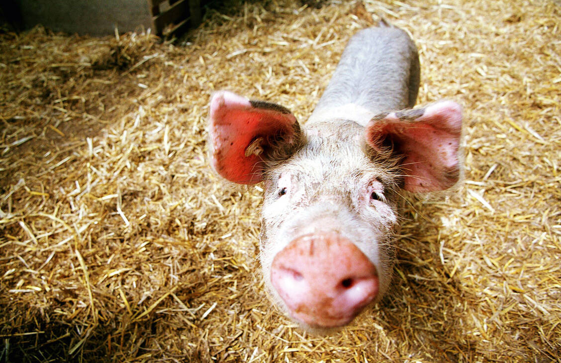 Für Schweine tödlich, für Menschen ungefährlich: Mögliche Befürchtungen, dass mit der Schweinepest schon die nächste Pandemie im Anmarsch sein könnte, sind also unbegründet – zumindest für Menschen. / Foto: imago/bonn-sequenz