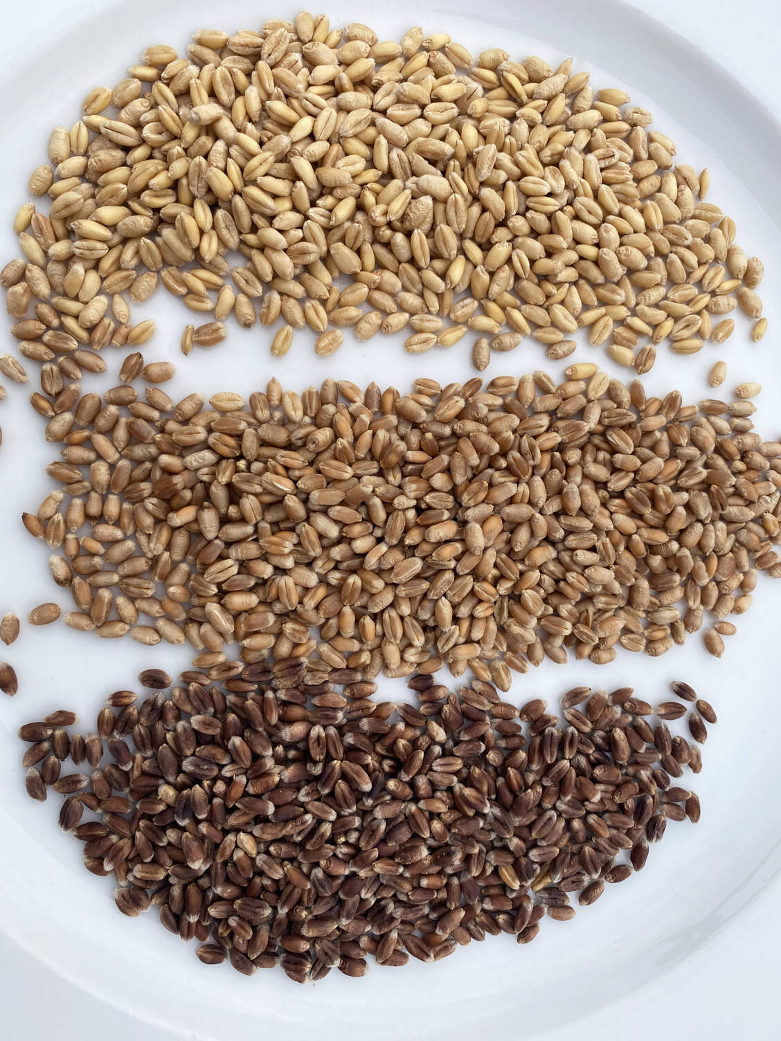 Weißer Weizen, roter Weizen und purpurner Weizen ergeben verschiedenfarbige Brote. / © Universität Hohenheim/Friedrich Longin