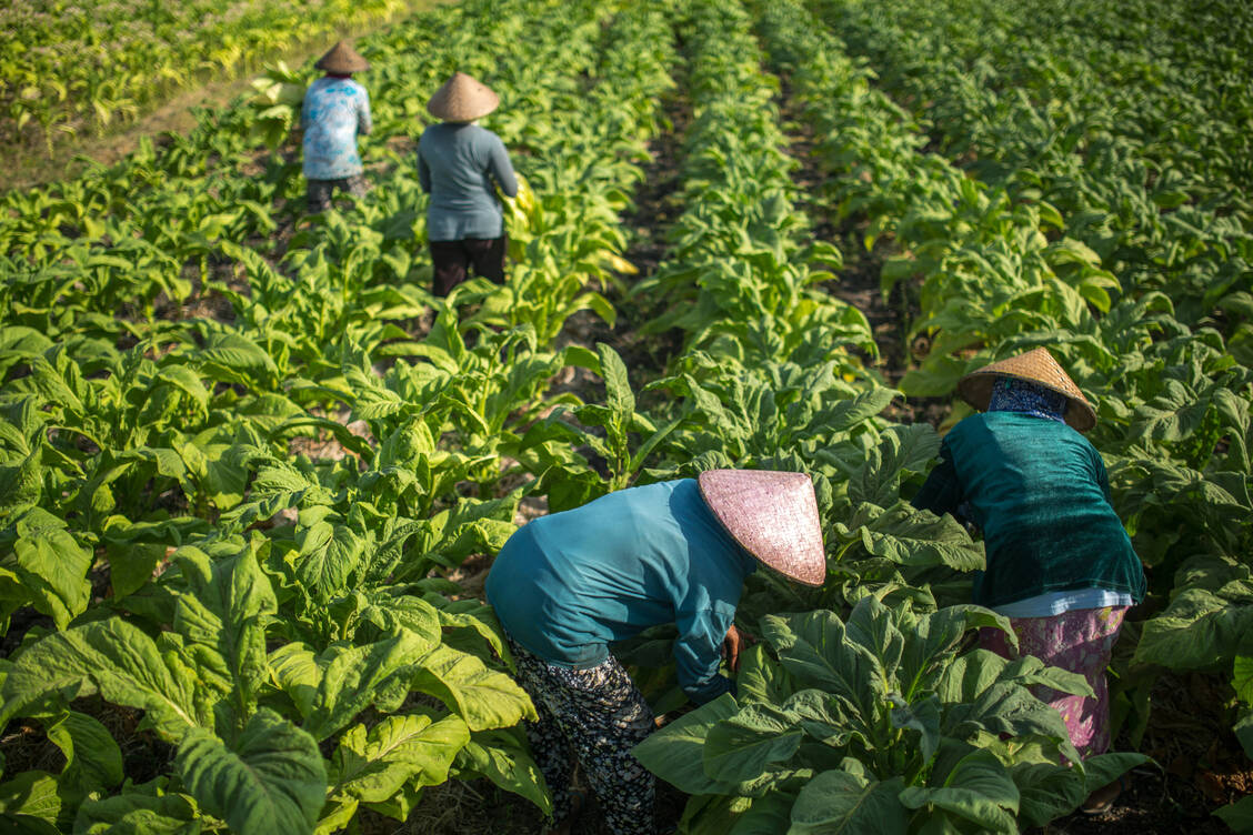 Tabakpflanzen werden in Monokultur angebaut, Arbeitende können im Umgang mit den Pflanzen Nikotin aufnehmen. / Foto: Getty Images/Marcin Kilarski / EyeEm