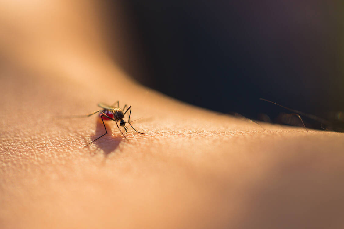 Dass eine Mücke gestochen hat, bemerken viele erst nach dem Stich, wenn der Juckreiz auftritt. / Foto: Adobe Stock/Lab_Photo