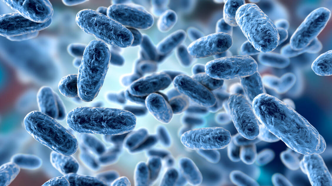 Der Keuchhusten-Erreger Bordetella pertussis ist hochansteckend und verursacht langanhaltenden Husten. / Foto: Adobe Stock/Dr_Microbe