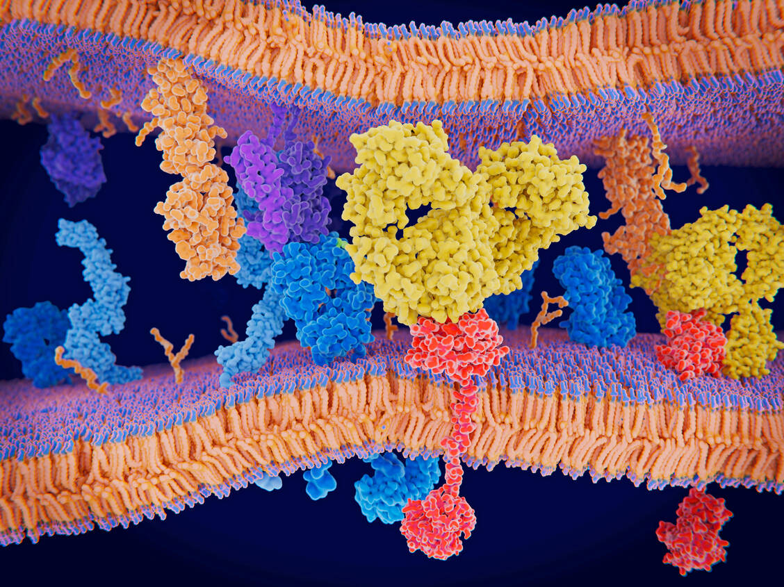 Ein spezifischer Antikörper blockiert das Protein PD-1 und verhindert damit, dass Krebszellen das Immunsystem unterdrücken. / Foto: Adobe-Stock/Juan Gärtner