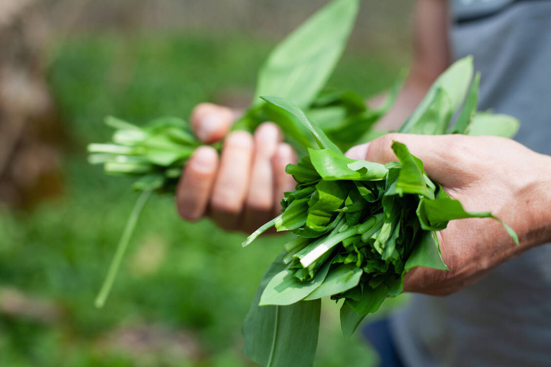 Wer sich nicht gut auskennt, sollte besser keine Pflanzen zum Essen in der Natur sammeln. Im Zweifel müsse jedes Blatt einzeln sicher als Bärlauch erkannt werden. / Foto: Getty Images/Kathrin Ziegler