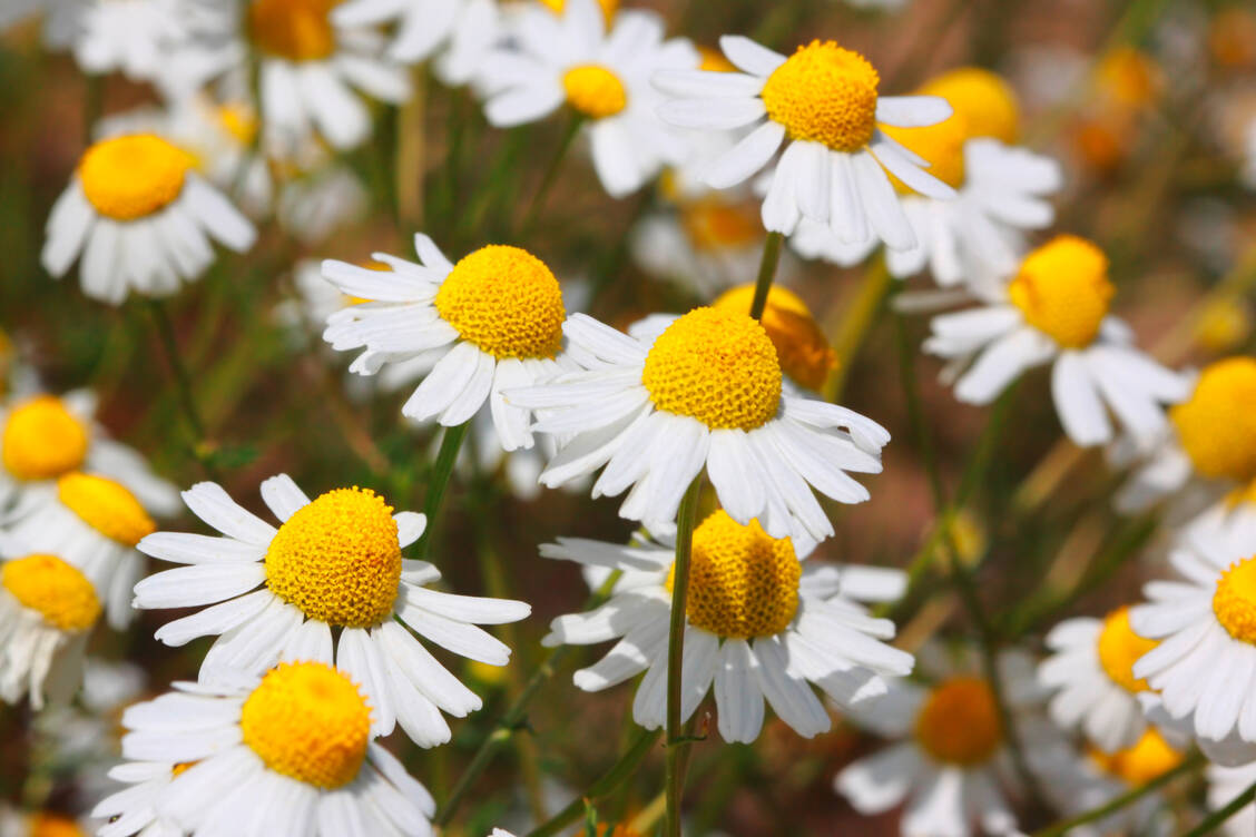 Extrakte aus Kamillenblüten werden äußerlich zur Wundbehandlung eingesetzt. / Foto: Adobe Stock/fovito