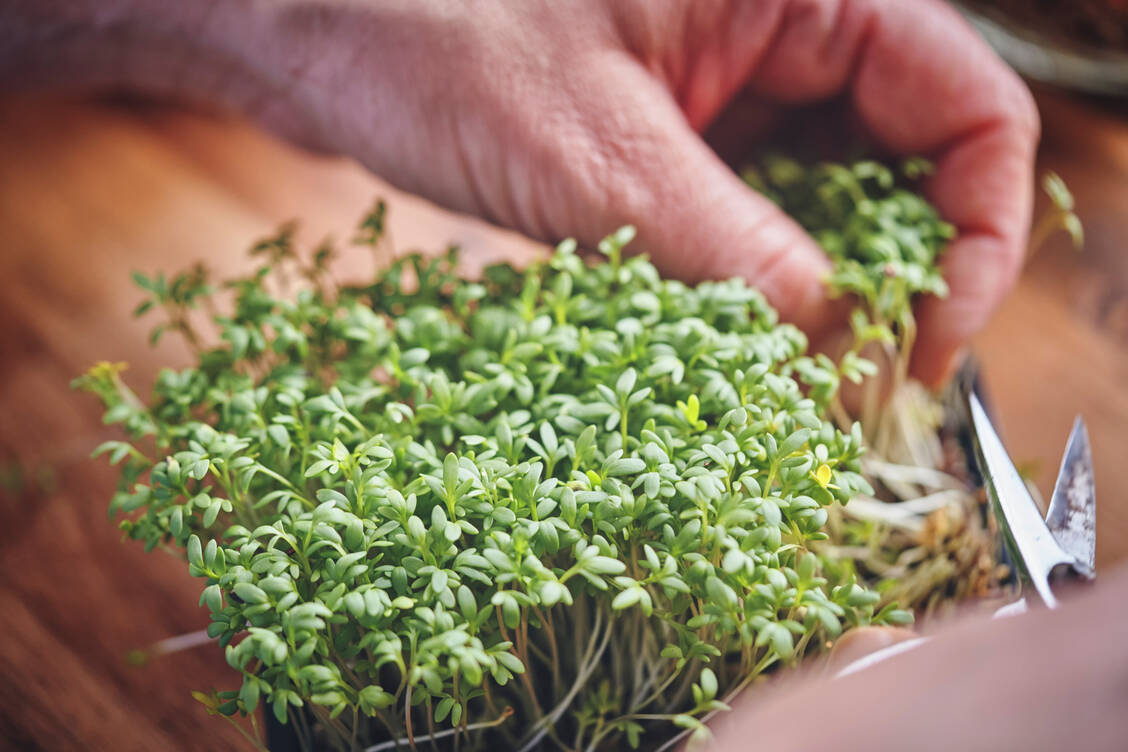 Die klassische Gartenkresse ist ein typisches Beispiel für ein »Microgreen«. Sie ist einfach anzubauen und zu ernten und kann in der Küche vielseitig verwendet werden. / Foto: Getty Images/GMVozd