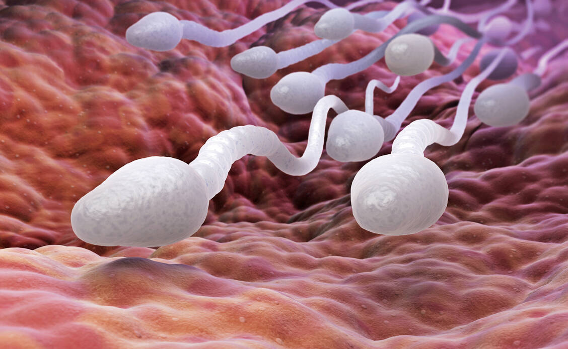 Wissenschaftler haben herausgefunden: Auch Spermien altern. / Foto: Shutterstock/Tatiana Shepeleva