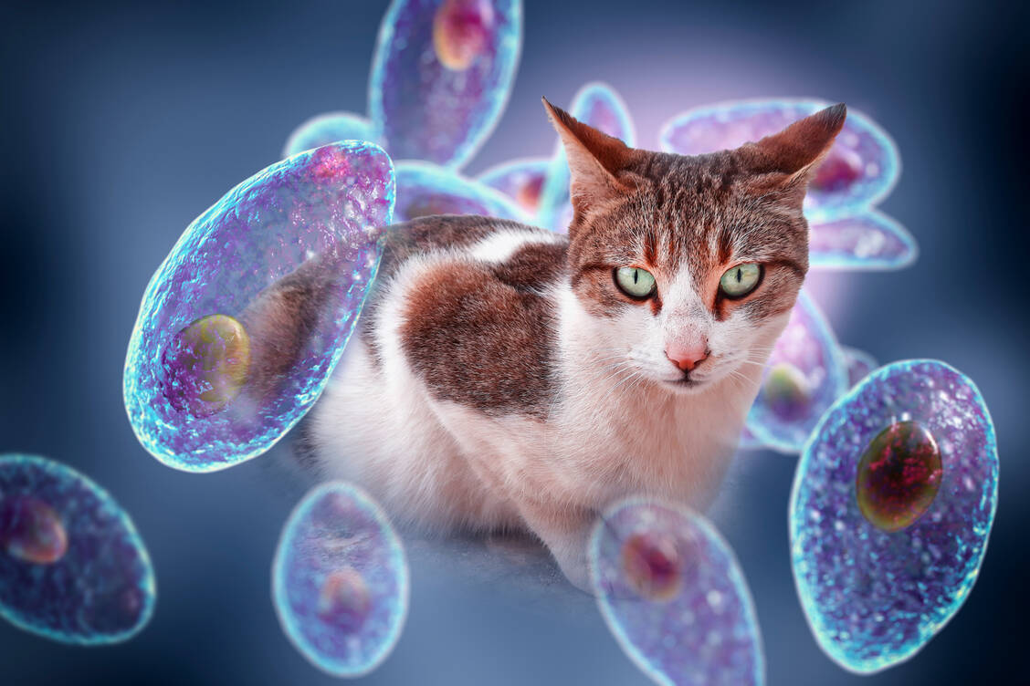Der Parasit Toxoplasma gondii befällt vor allem Katzen, in deren Darm er sich vermehrt. Aber auch Menschen kann er infizieren. Eine Erstinfektion in der Schwangerschaft ist zu vermeiden, da eine Übertragung auf das ungeborene Kind möglich ist. / Foto: Adobe Stock/Kateryna_Kon
