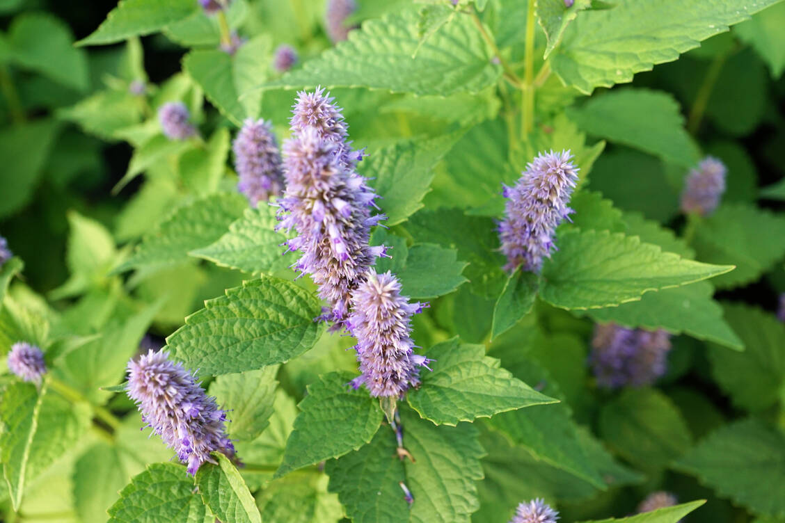 Für die Wirkung von Pfefferminze scheint Menthol hauptverantwortlich zu sein. / Foto: Adobe Stock/iralex