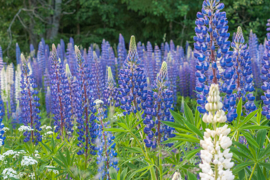 Hübsch anzusehen, nachhaltig und mit wertvollen Samen – das Gesamtpaket Lupine. / Foto: Adobe Stock/Tatiana