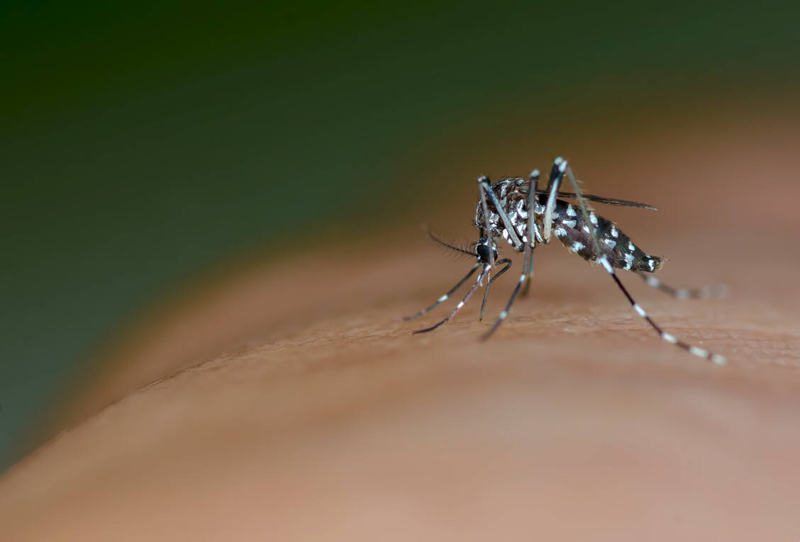 Die Asiatische Tigermücke (Aedes albopictus) ist inzwischen auch in Südeuropa heimisch. Nun war sie erstmals in Europa Überträger des Zika-Virus. / Foto: Adobe Stock/MhfizaMusa