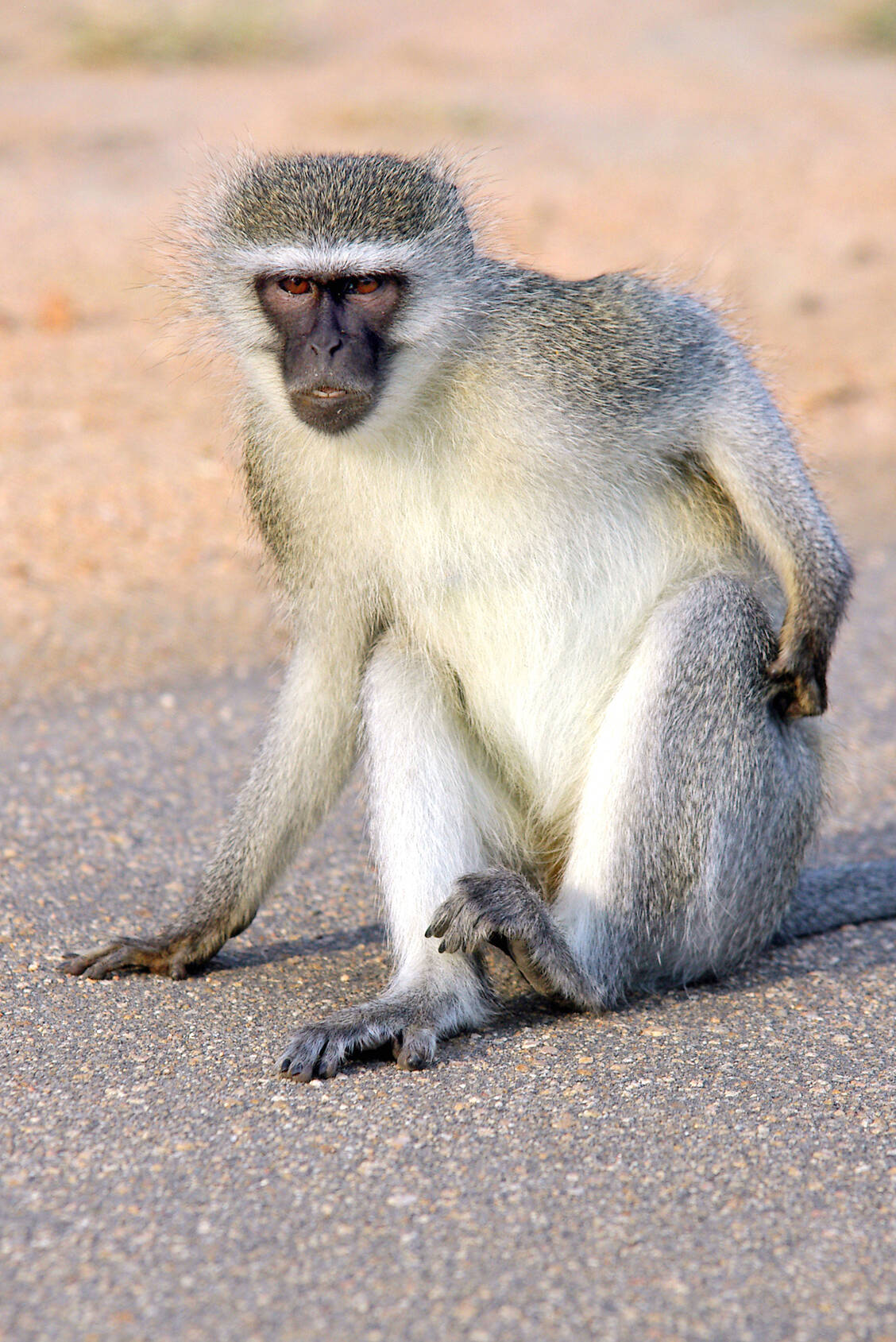 Mit Affen, die für Tierversuche aus Uganda gebracht wurden, gelangte das Marburg-Virus 1967 nach Deutschland. / Foto: Fotolia: Andreas Edelmann