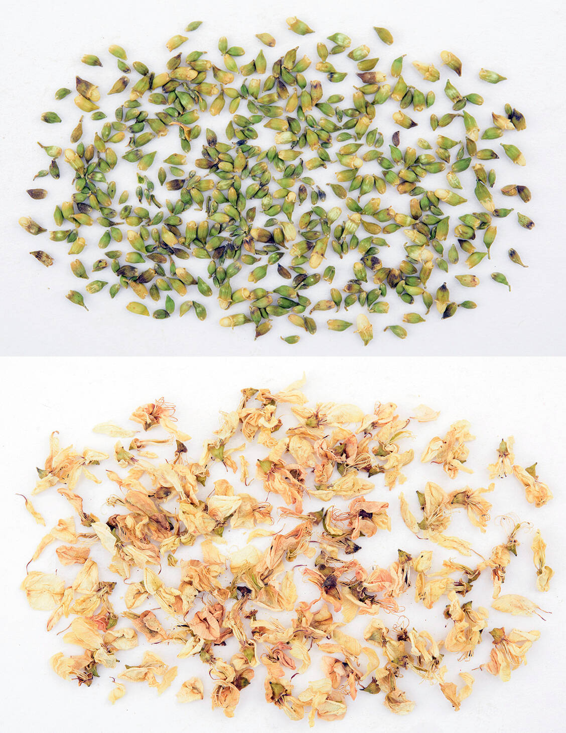 Blütenknospen und Blüten des Japanischen-Pagodenbaums werden in der TCM eingesetzt . / © Chengdu Institute For Drug Control