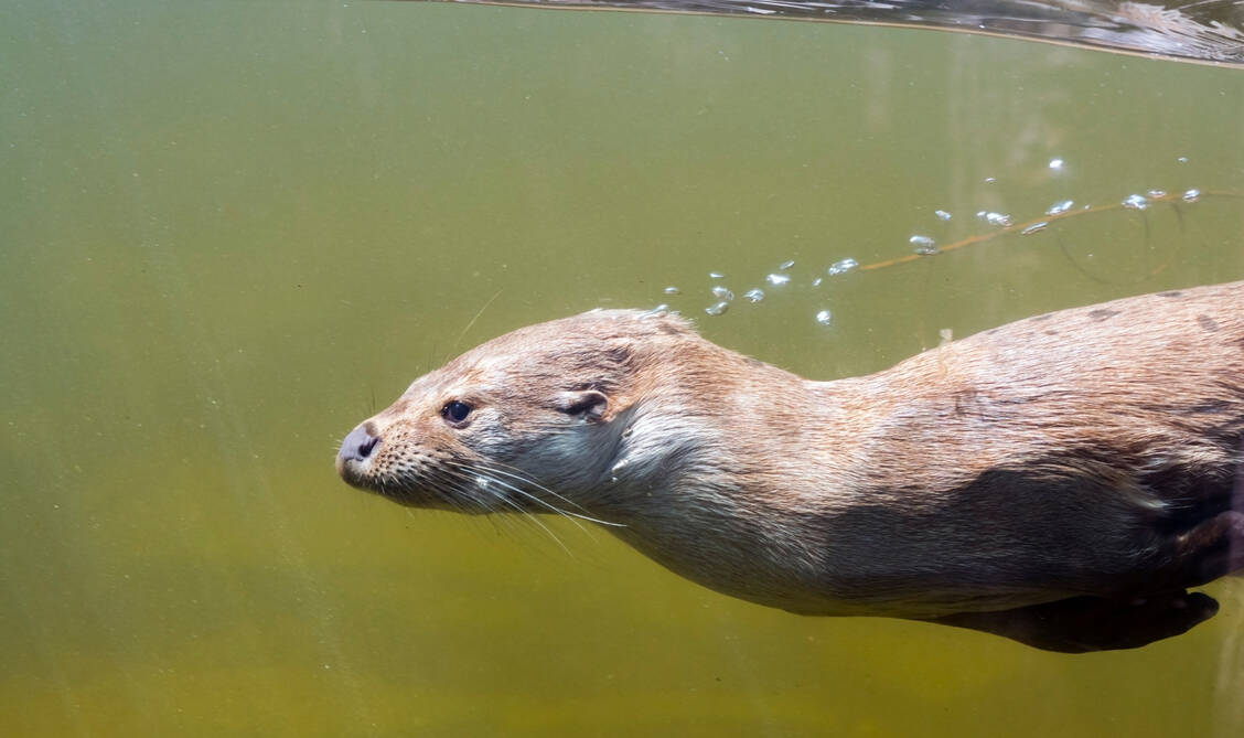 Otter sind perfekte Schwimmer und bewegen sich häufig wie Korkenzieher durchs Wasser. Diesen Effekt nutzen einer Studie nach auch Spermien, um sich nicht im Kreis, sondern vorwärts bewegen zu können. / Foto: Getty Images/belizar73