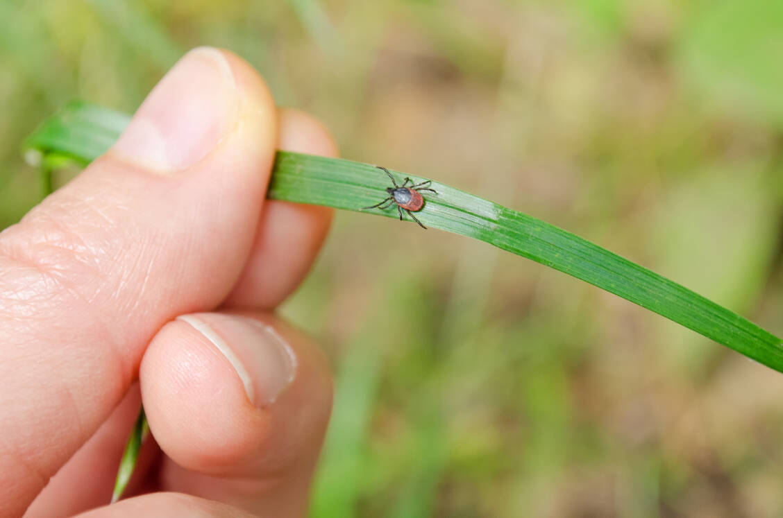 Zecken warten oft unbemerkt im Gras auf ihren nächsten Wirt. / © Getty Images/Kerrick