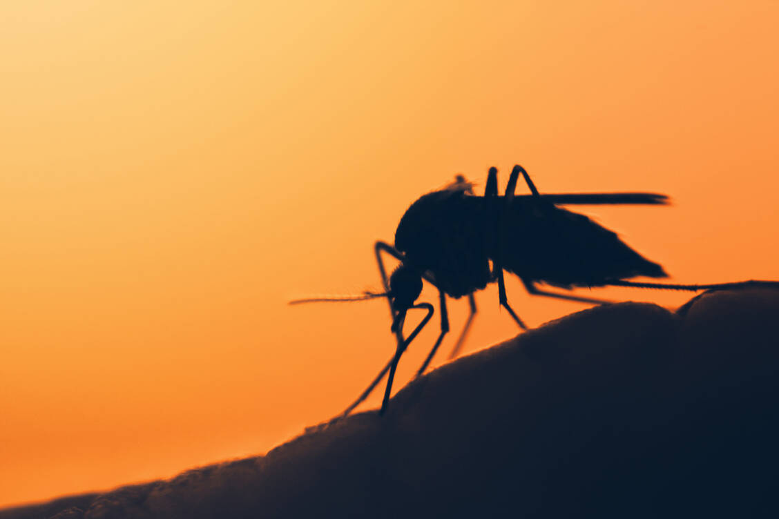 Mücken können in bestimmten Gebieten Erreger wie das Oropouche-Virus übertragen. Mückenschutz ist daher die oberste Priorität. / Foto: Adobe Stock/mycteria