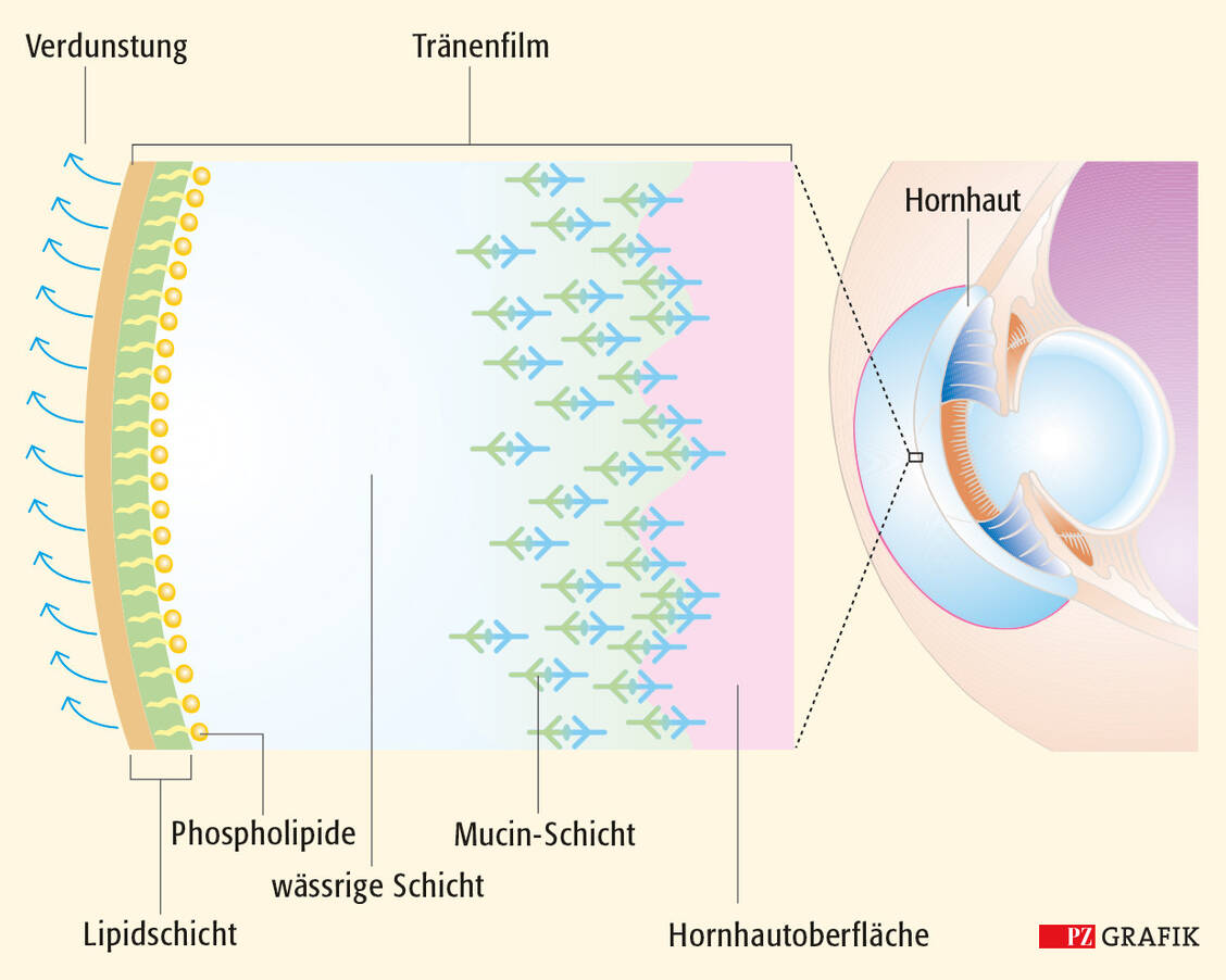 Der Tränenfilm besteht aus drei Schichten: Der Bindehaut liegen Schleimstoffe auf. Darauf folgt die wässrige Schicht. Sie wird von einem dünnen Lipidfilm abgedeckt, der die wässrige Phase vor Verdunstung schützt.  / Foto: PZ Grafik