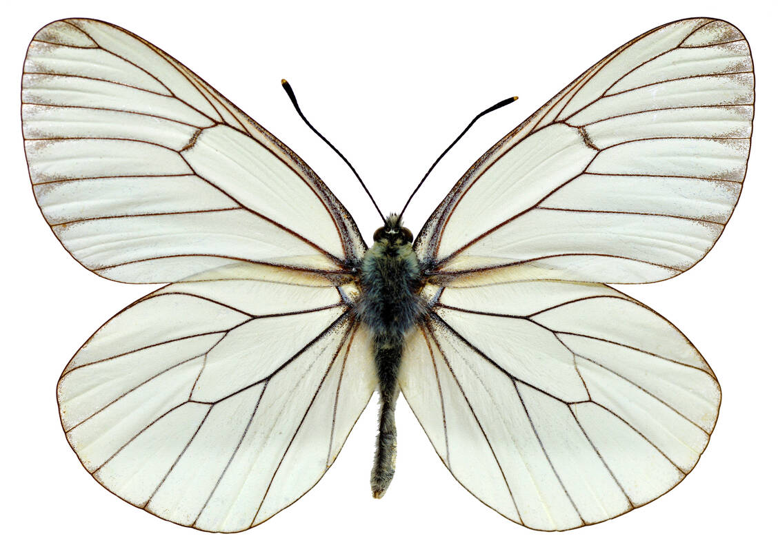 Extrem verletzliche Haut wie ein Schmetterling: Das ist die seltene Krankheit dystrophe Epidermolysis bullosa . Jetzt gibt es dagegen die erste topische Gentherapie.  / © Adobe Stock/Christian_MUSAT