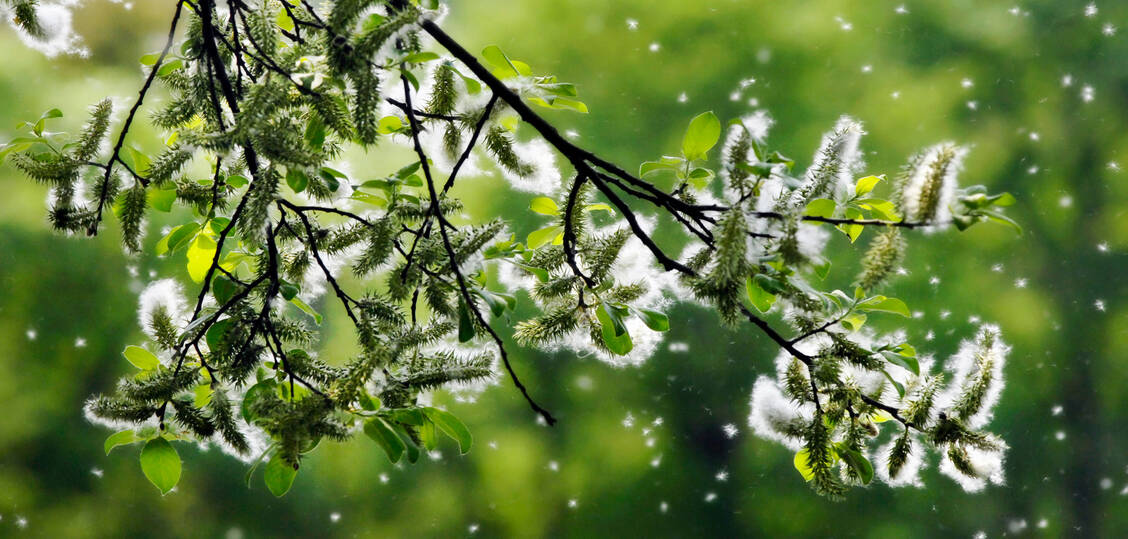 Wegen des milden Winters fliegen viele Pollen in diesem Jahr besonders früh. / Foto: Getty Images/Alkimson